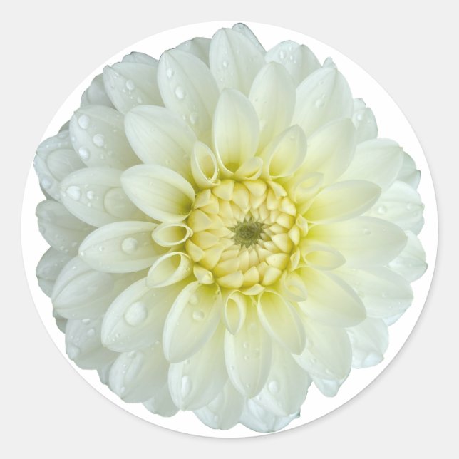 White Dahlia Flower  Classic Round Sticker (Front)