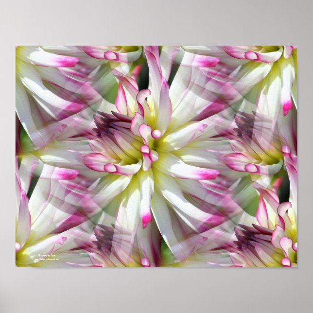 White Dahlia Flower Petals Abstract Poster (Front)
