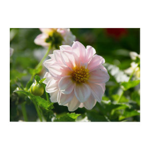 White dahlia in the garden photo acrylic print
