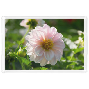 White dahlia in the garden photo acrylic tray