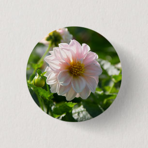 White dahlia in the garden photo button