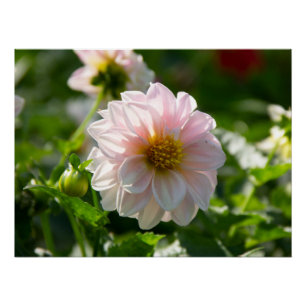 White dahlia in the garden photo poster