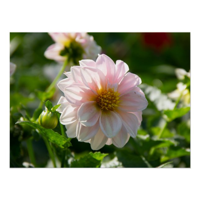 White dahlia in the garden photo poster (Front)