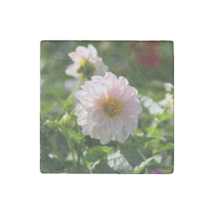 White dahlia in the garden photo stone magnet