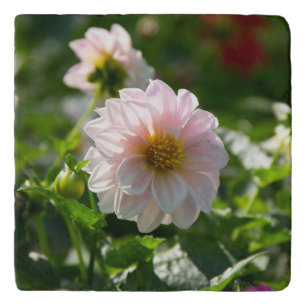 White dahlia in the garden photo trivet