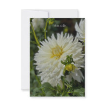 White Dahlia
