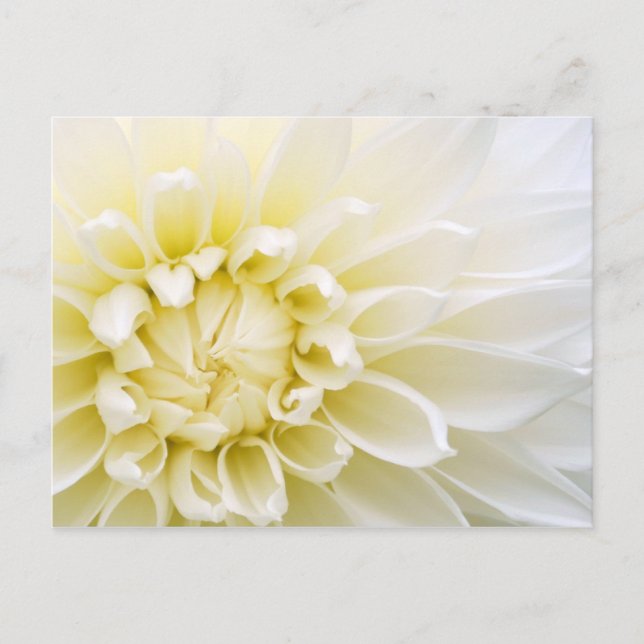 White Dahlia Postcard (Front)
