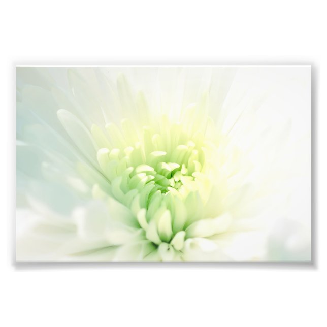 White Dahlia With a Soft Green Center Photo Print (Front)