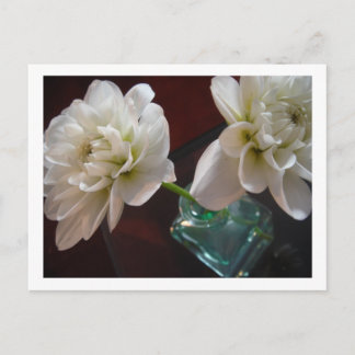 White Dahlias Postcard
