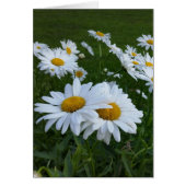 white daisies (Front)
