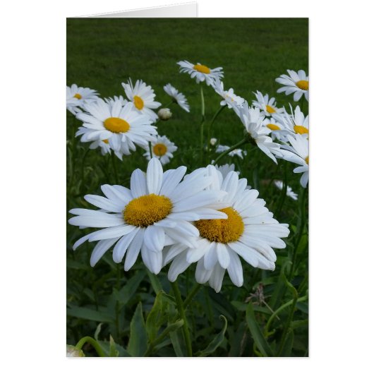 white daisies (Front)