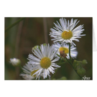 White Daisies  Card