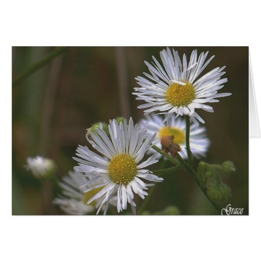 White Daisies Card (Front Horizontal)