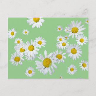 White Daisies Cust. Color DIY Postcard