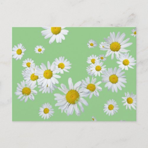 White Daisies Cust Color DIY Postcard