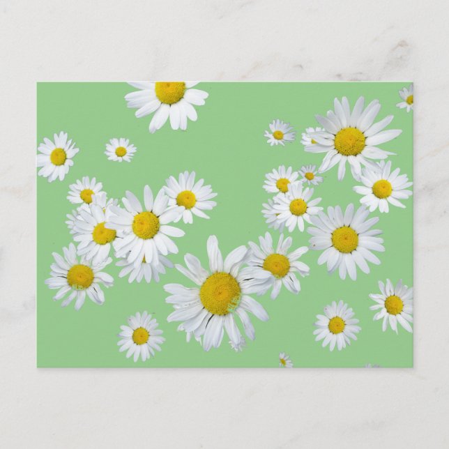 White Daisies Cust. Color DIY Postcard (Front)
