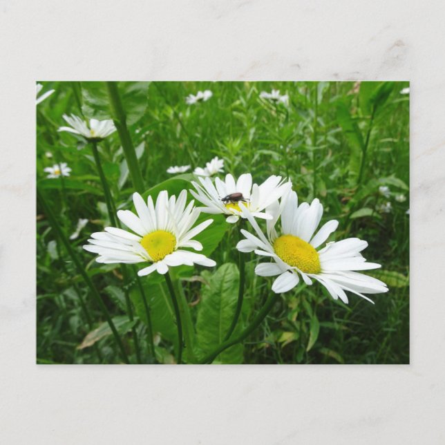 White Daisies DIY Postcard (Front)