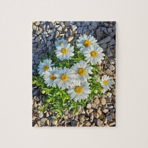 White Daisies Growing in Gravel Jigsaw Puzzle