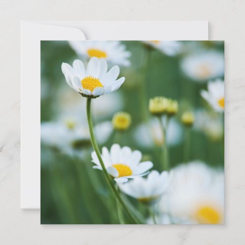 White Daisies in a Field - Customized Daisy Invitations