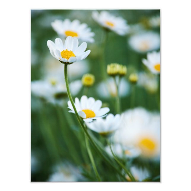 White Daisies in a Field - Customized Daisy Photo Print (Front)