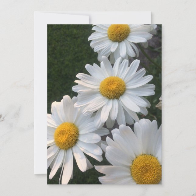 White Daisies Invitation (Front)