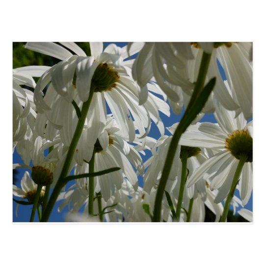 White Daisies Postcard