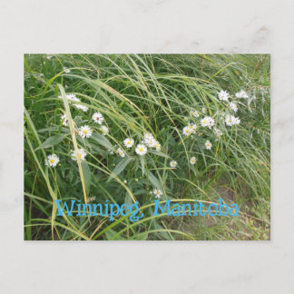White Daisies Postcard