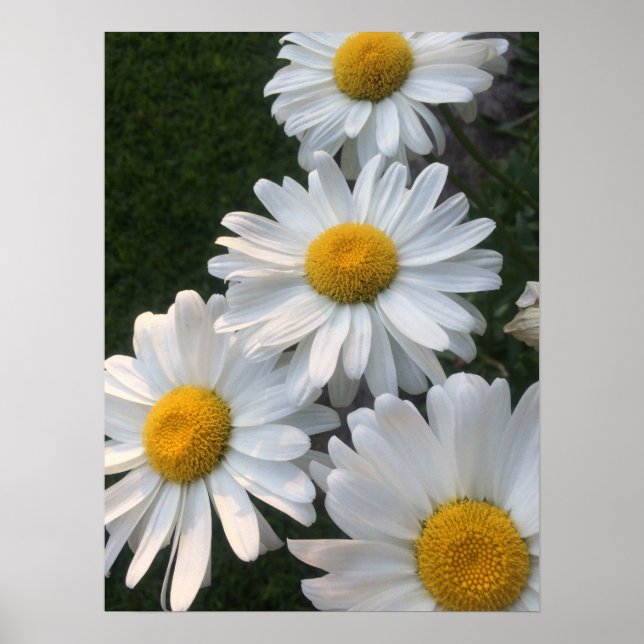 White Daisies Poster (Front)