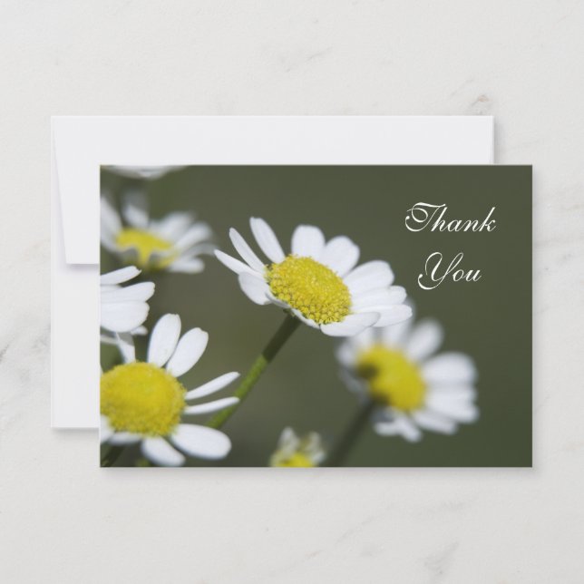 White Daisies Thank You Notes - Flat (Front)
