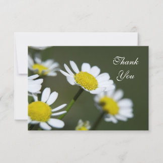 White Daisies Thank You Notes - Flat