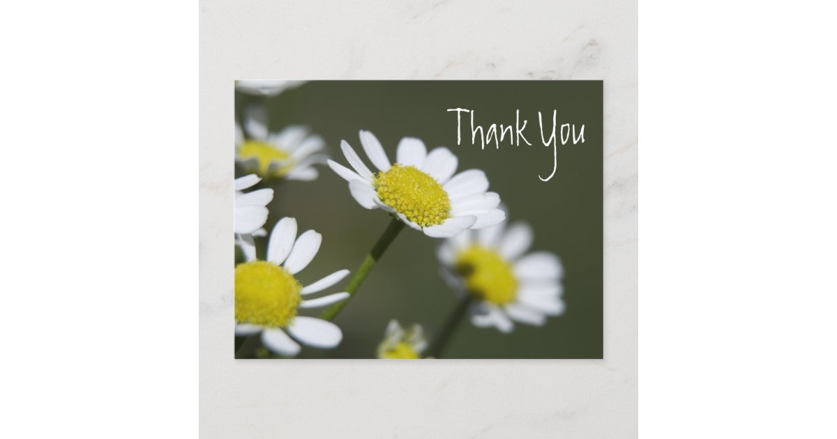 White Daisies Thank You Postcard | Zazzle