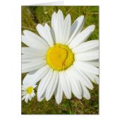 White Daisy (Front)