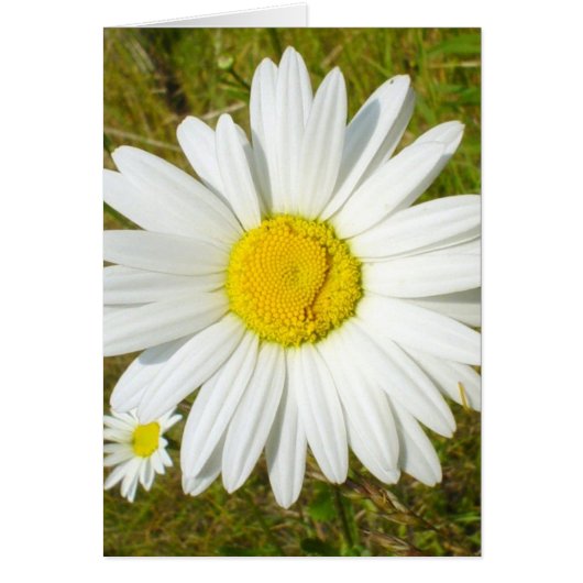 White Daisy (Front)