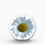 White Daisy Acrylic Award<br><div class="desc">White Daisy
Original Photography
Taken in La Veta, Colorado</div>