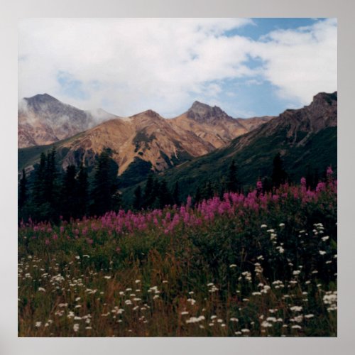 White Daisy and Purple Fireweed Mountains Photo Poster