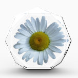 White Daisy Award<br><div class="desc">White Daisy
Original Photography
Taken in La Veta,  Colorado</div>