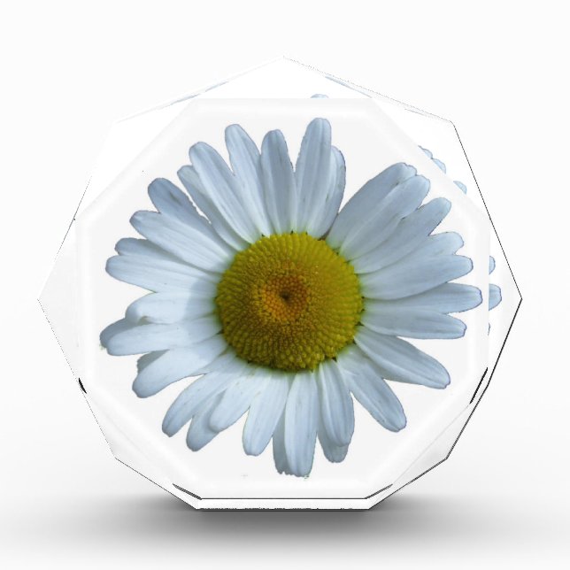 White Daisy Award (Front)