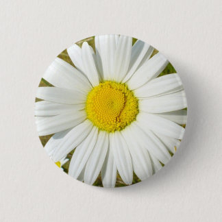 White Daisy Button