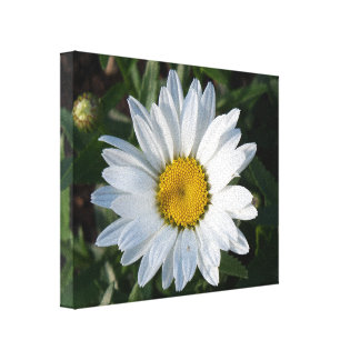 White Daisy Wrapped Canvas Prints | Zazzle