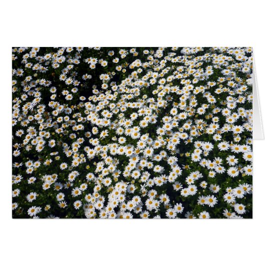 white daisy cards (Front Horizontal)