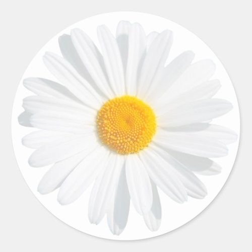 white daisy classic round sticker