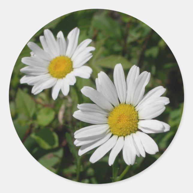 White Daisy Classic Round Sticker (Front)