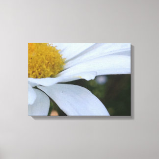 White Daisy Closeup Canvas Print