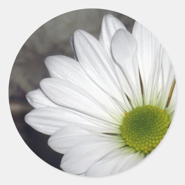 White Daisy Daisies Flower Flowers Photo Classic Round Sticker (Front)