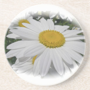White Daisy Drink Coaster