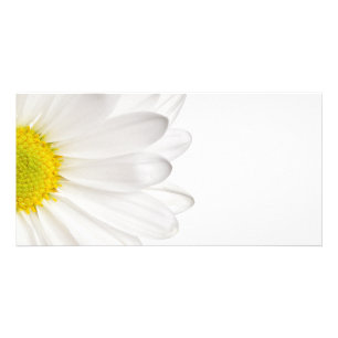 White Daisy Flower Background Customized Daisies Card
