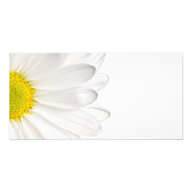 White Daisy Flower Background Customized Daisies Card (Front)