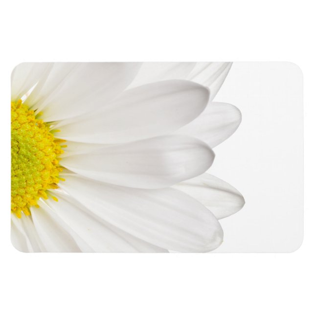 White Daisy Flower Background Customized Daisies Magnet (Horizontal)