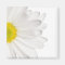 White Daisy Flower Background Customized Daisies