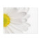 White Daisy Flower Background Customized Daisies